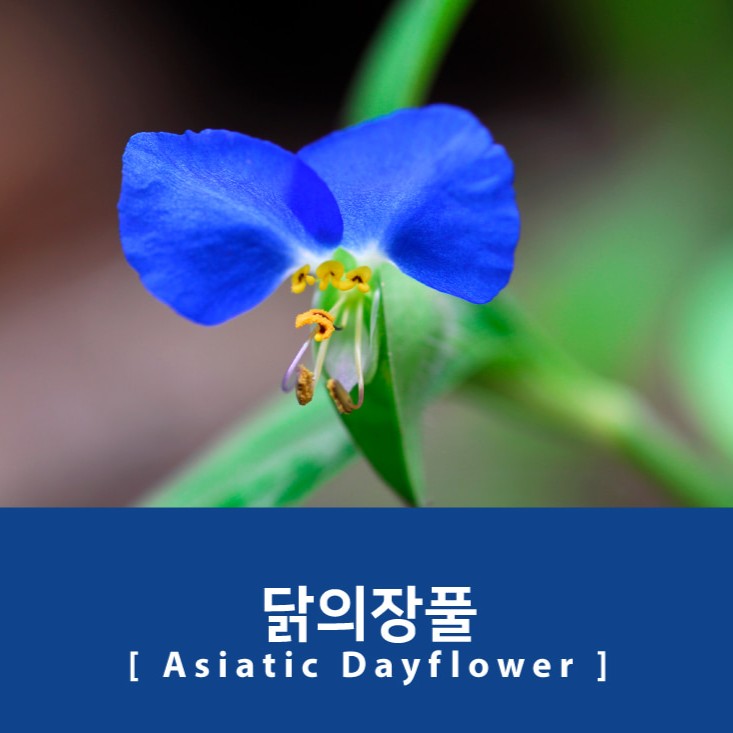 Project Ink No.070 Asiatic Dayflower