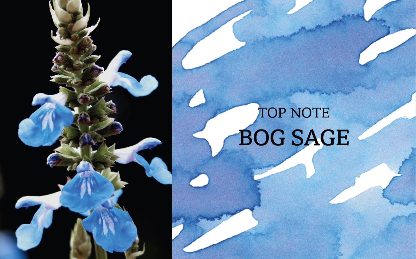 Bog Sage Top Note (Scented)