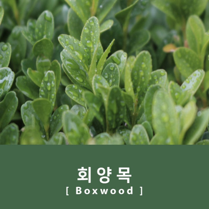 Project Ink No.064 Boxwood