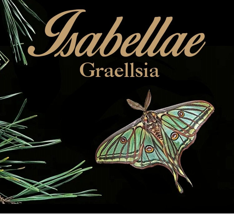 Graellsia Isabella Moon Moth Brass Stamp