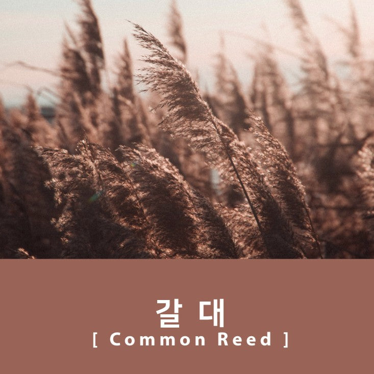 Project Ink No.073 Common Reed