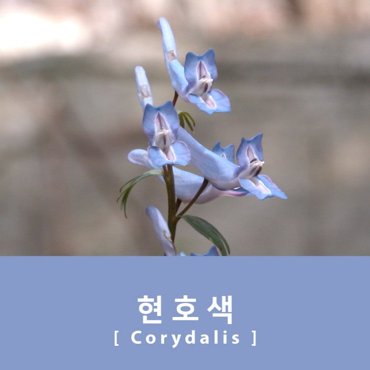 Project Ink No.066 Corydalis