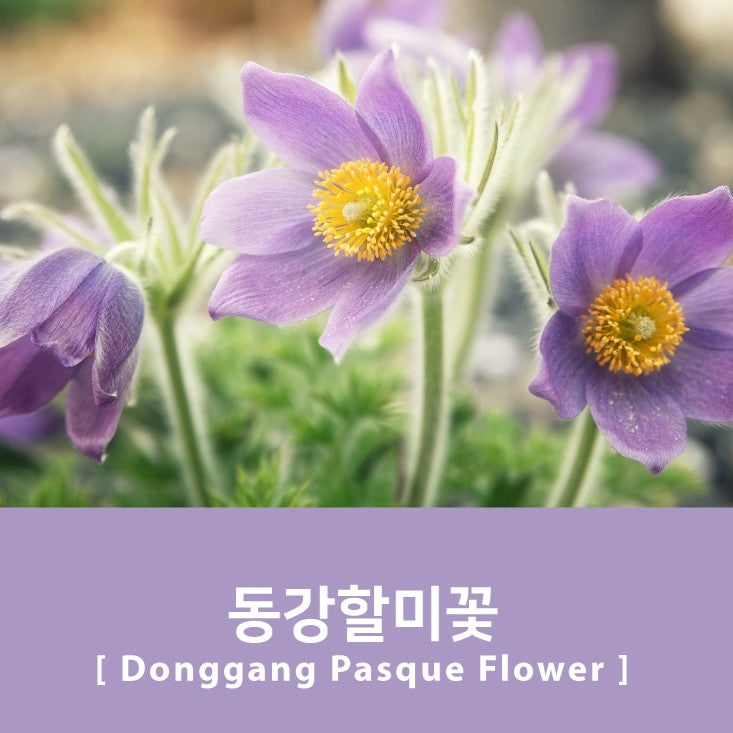 Project Ink No.067 Donggang Pasque Flower