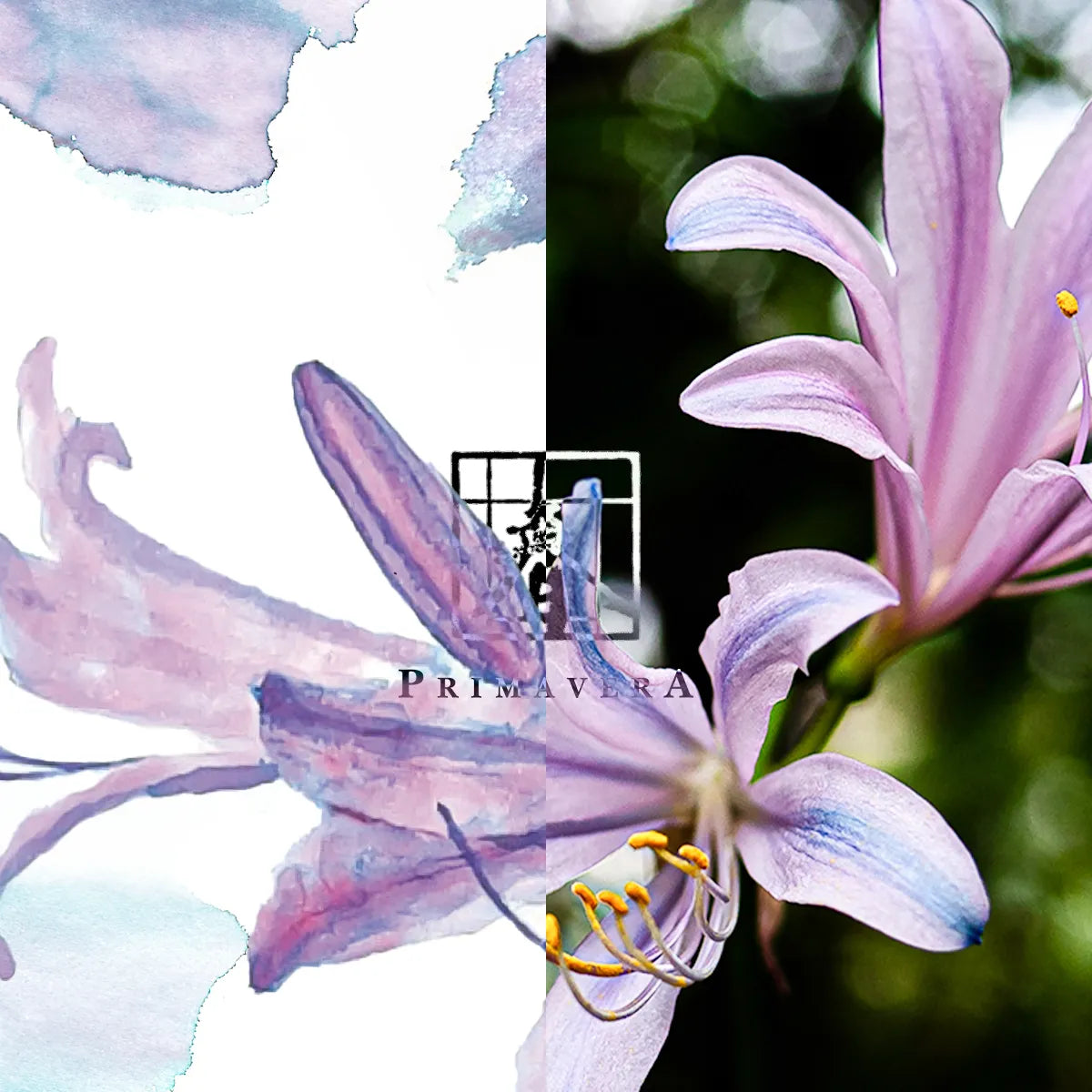 Close-up of a pink lily with artistic watercolor overlay and brand name 'Primavera'.