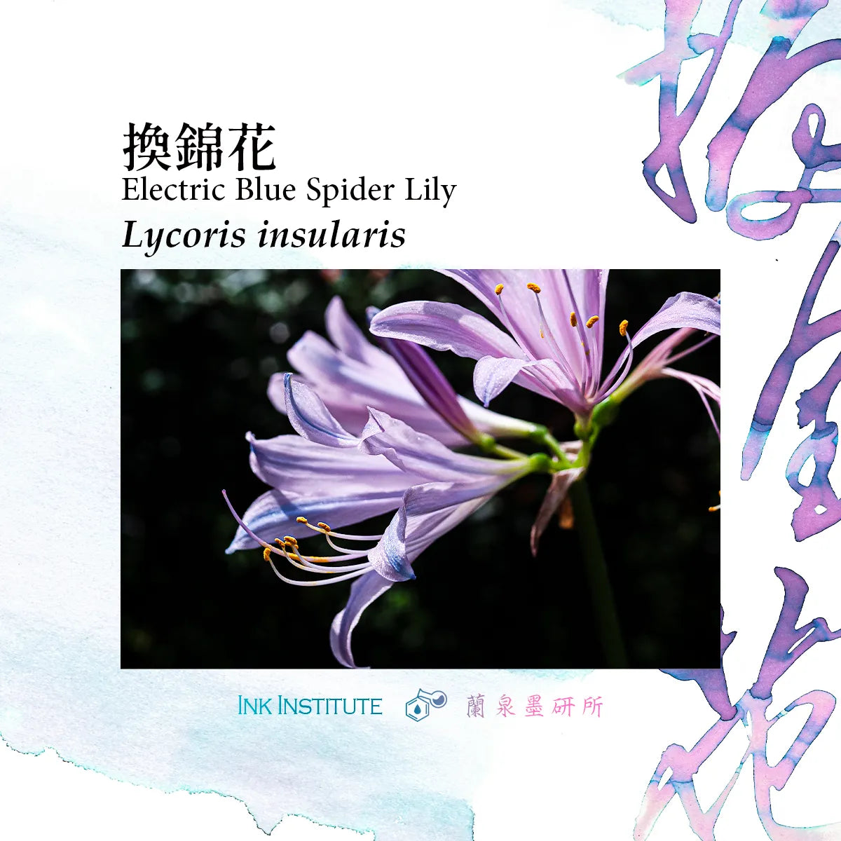 Electric Blue Spider Lily with text and branding on a light blue background