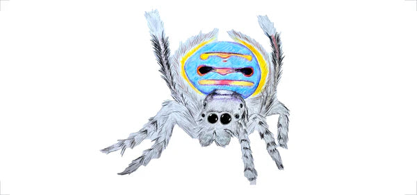 2025 February Limited Edition - Peacock Spider