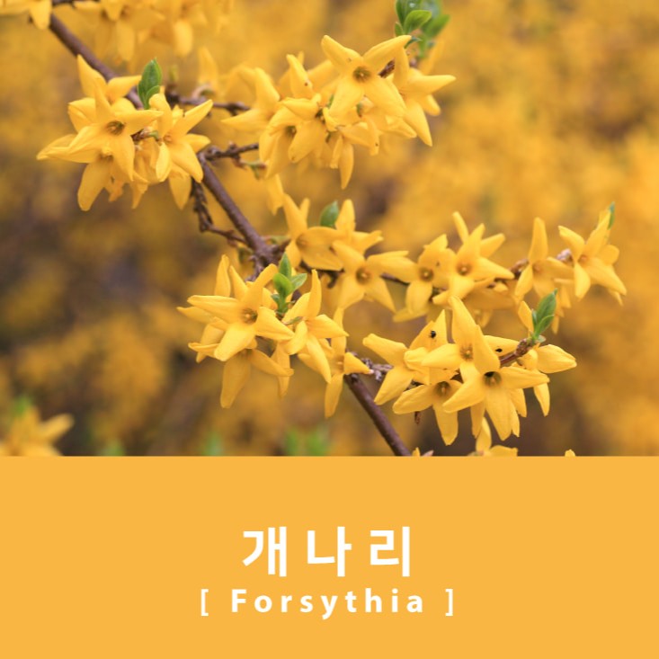 Project Ink No.065 Forsythia