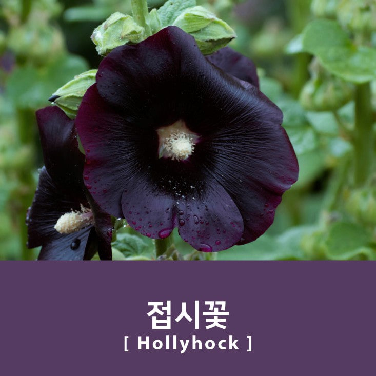 Project Ink No.068 Hollyhock