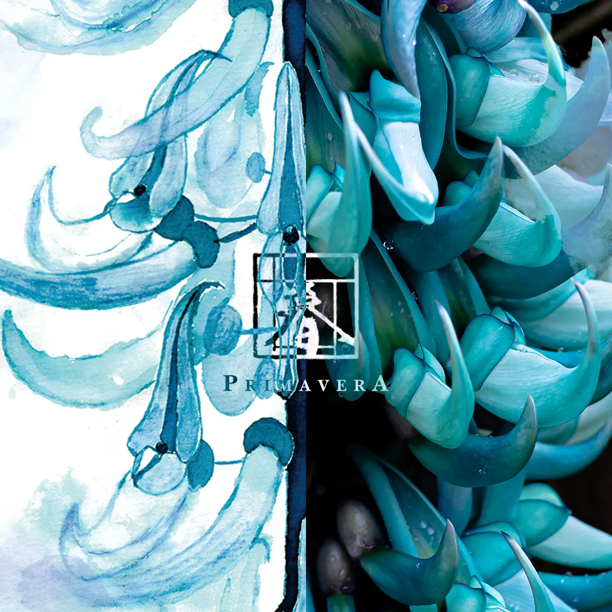 Close-up of blue jade vine flowers with a brand logo in the center.