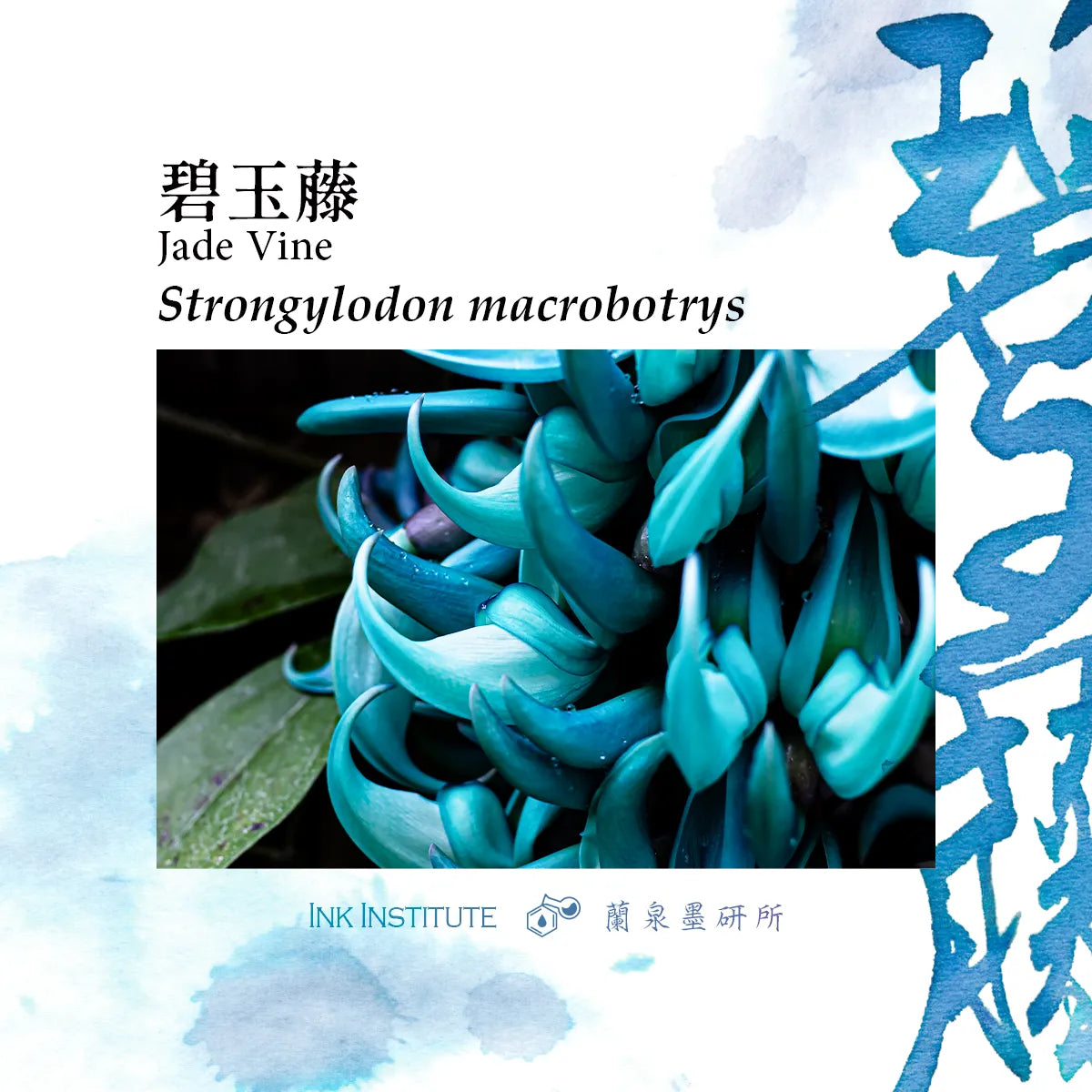 Close-up of jade vine with text and branding