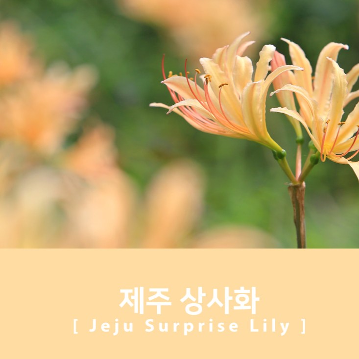 Project Ink No.071 Jeju Surprise Lily