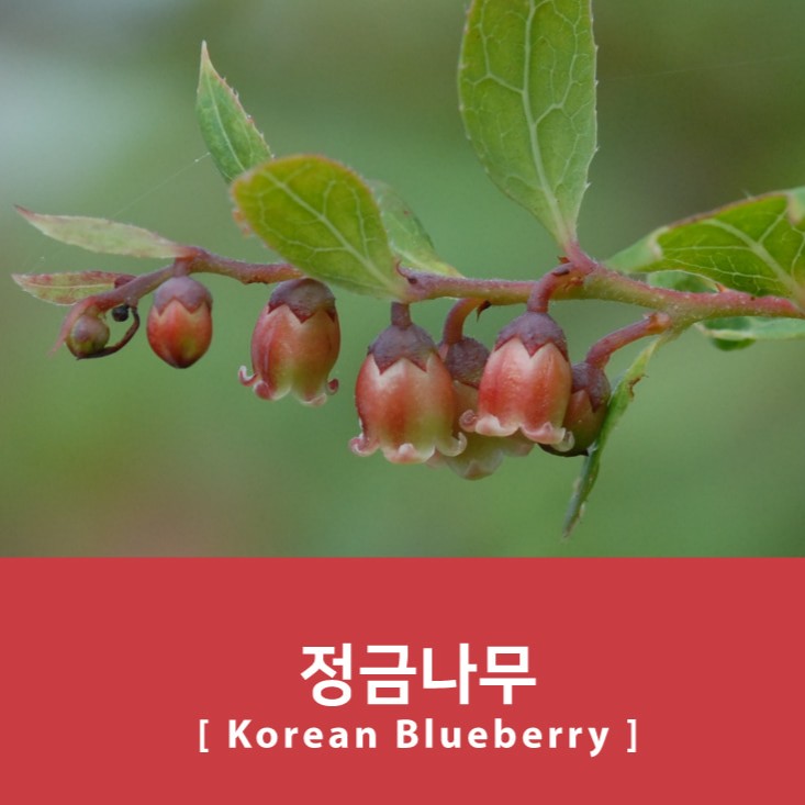 Project Ink No.069 Korean Blueberry