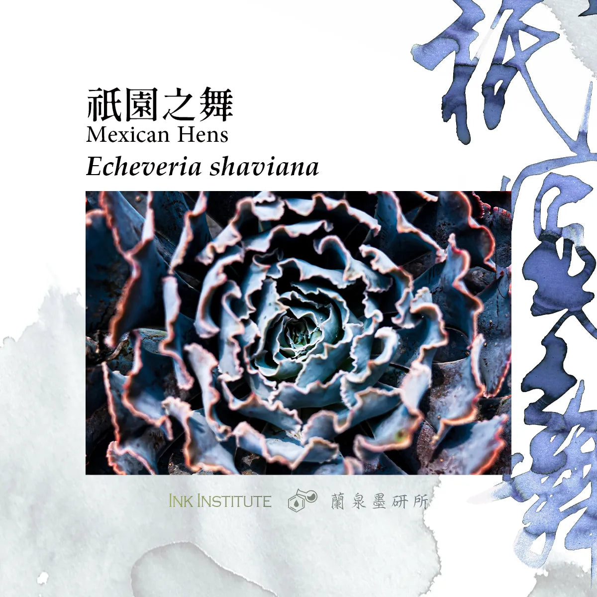 Close-up of a succulent plant with decorative text and branding on a white background