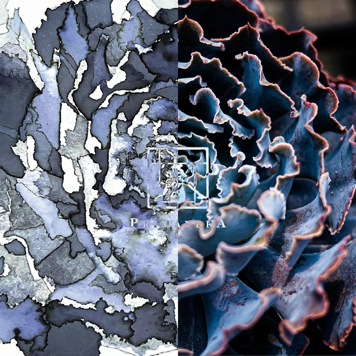 Collage of a textured abstract pattern on the left and a detailed close-up of a blue succulent plant on the right.