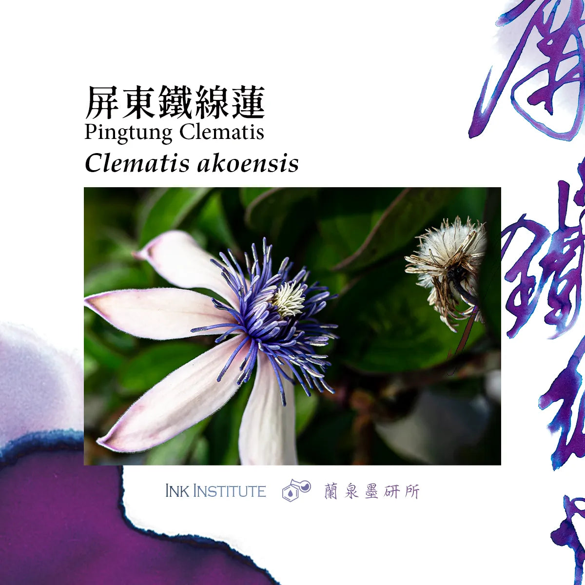 Clematis flower with text and branding on a white background