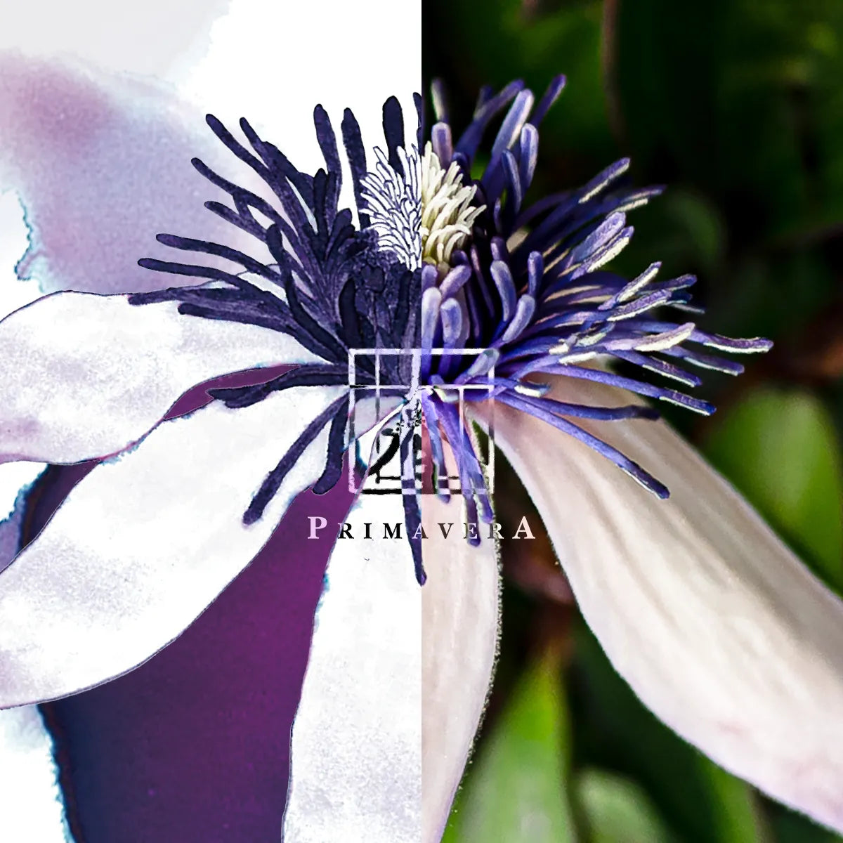 Close-up of a purple and white clematis flower with 'Primavera' branding.