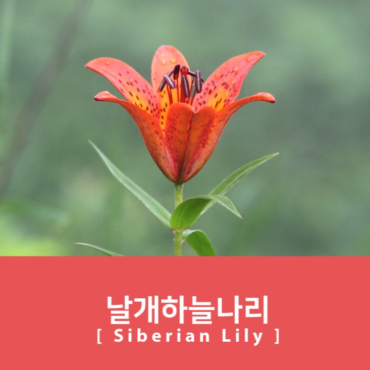 Project Ink No.072 Siberian Lily