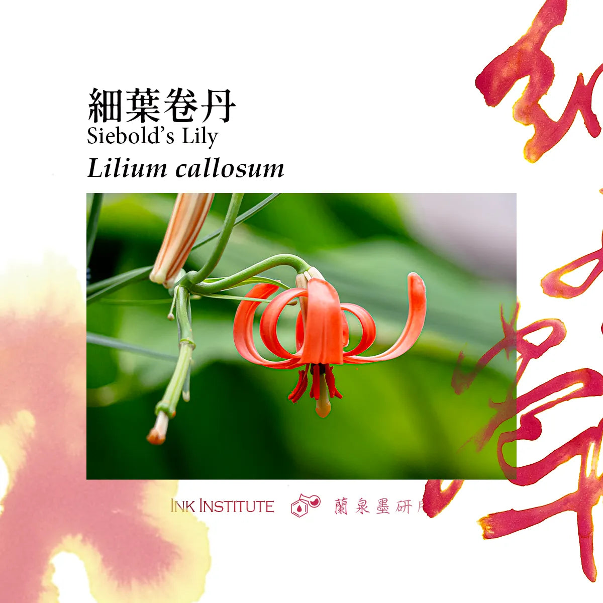 Red flower with green leaves on a white background, featuring text and branding.
