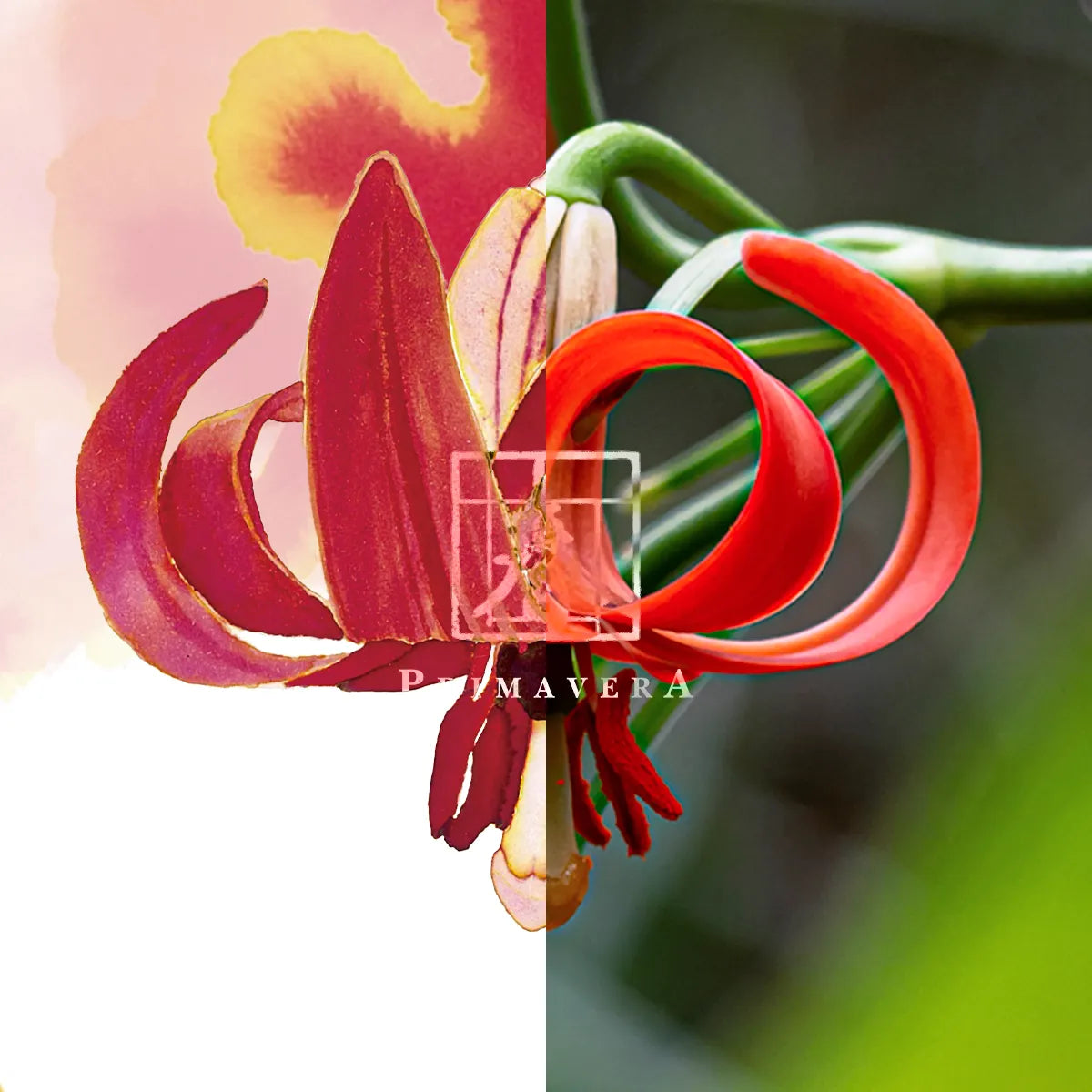 Close-up of a vibrant red and green flower with a blurred background