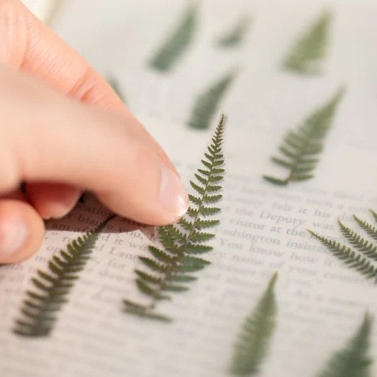 Pressed Flower Stickers - Bracken